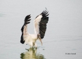 Wood-Stork;Mycteria-americana;Stork;One;avifauna;bird;feather;feathered;outdoors